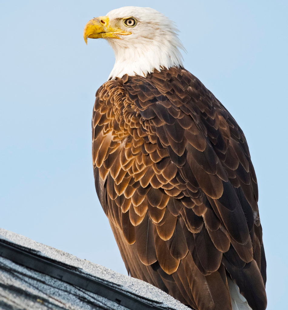 eagle sitting on house meaning