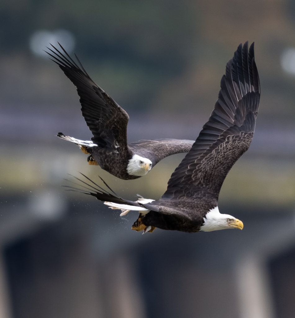 two eagles flying together spiritual meaning