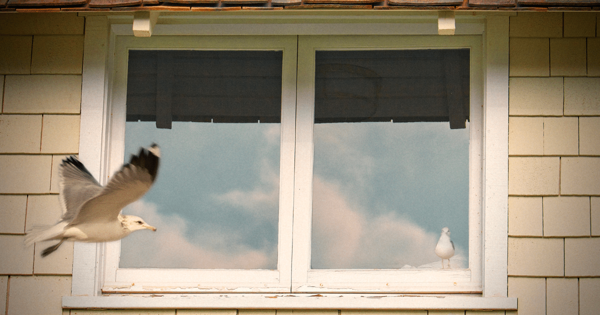 Bird Keeps Flying Into Window Spiritual Meaning