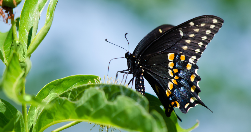 Black Swallowtail Butterfly Meaning