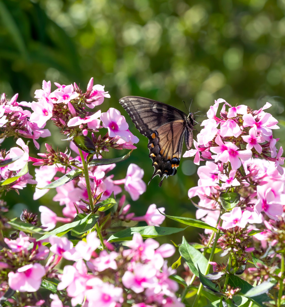 How to Attract Black Swallowtail Butterfly