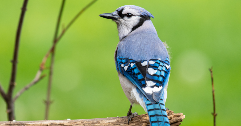 Spiritual Meanings to Blue Jay Feathers