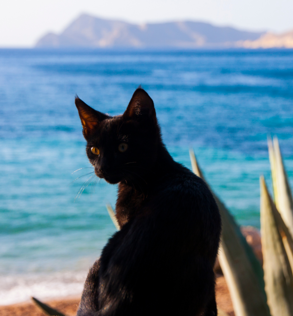 Superstitions About Cats Across Different Cultures