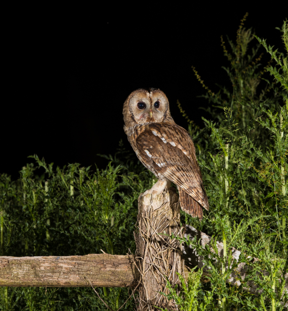 The Spiritual Significance of Seeing an Owl at Night