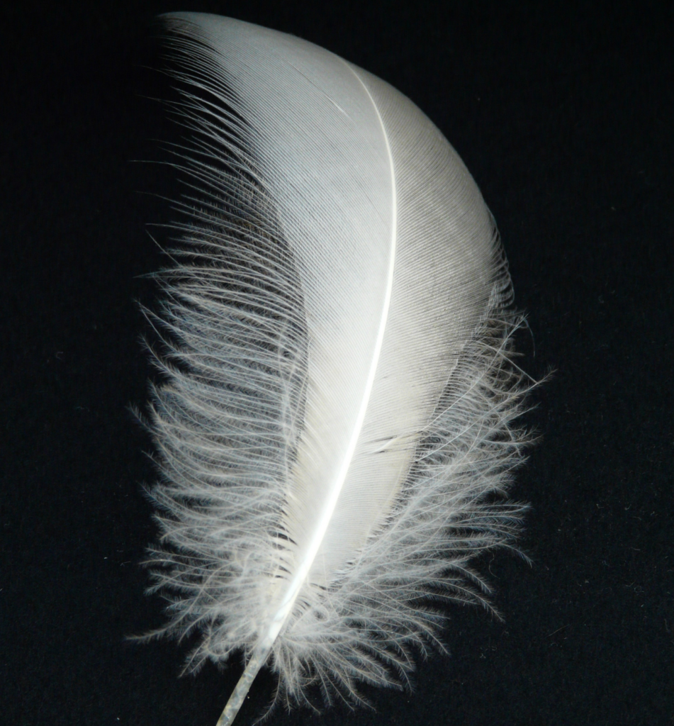 Universe Sends a White Feather
