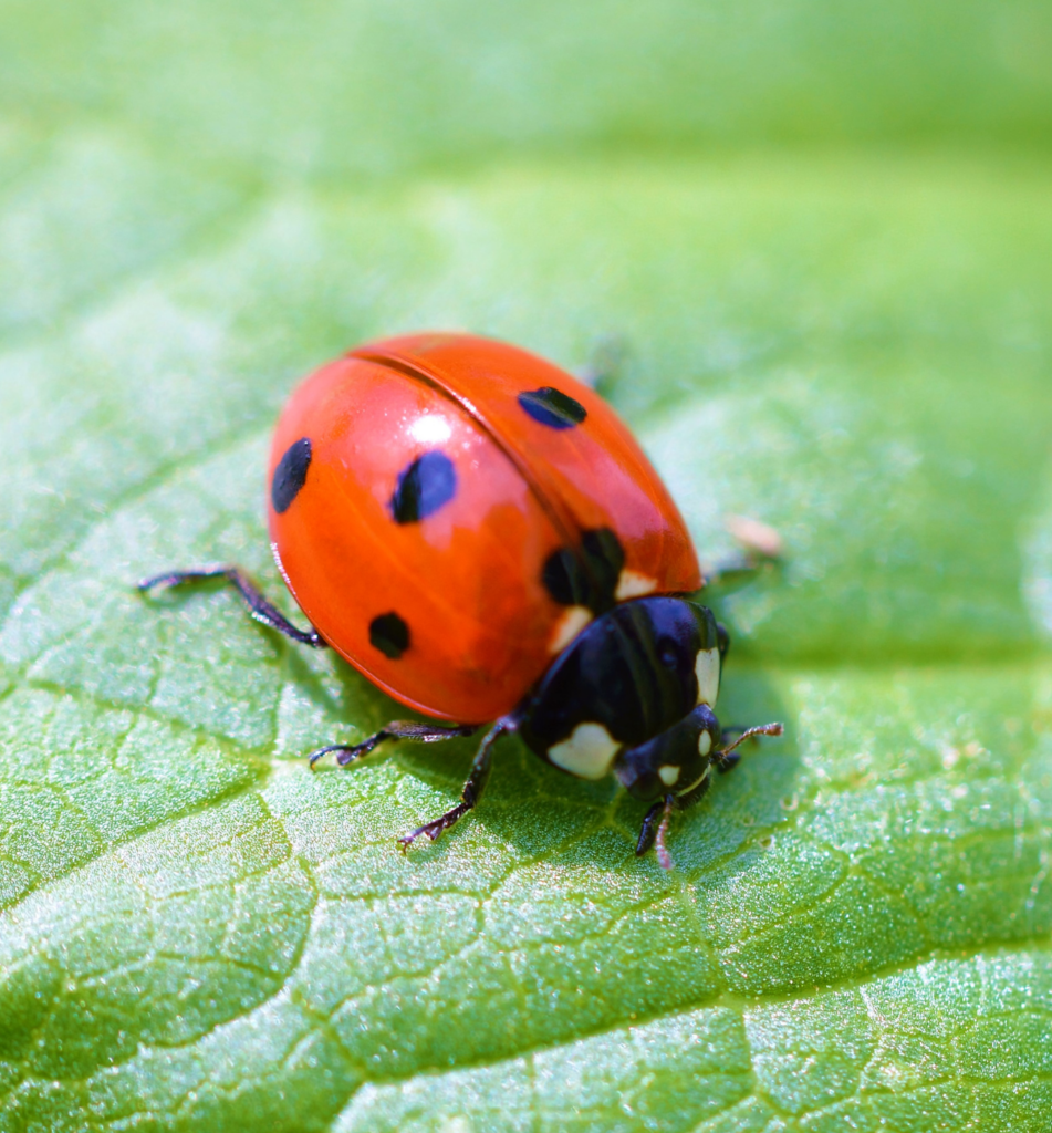 What Does It Mean When You See a Ladybug
