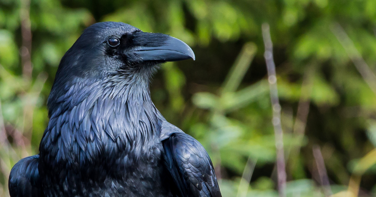 What Does It Mean When You See a Raven During the Day