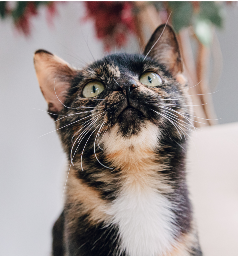 What’s Fascinating About Tortoiseshell Cats